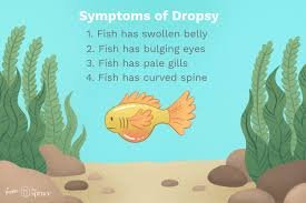 dropsy in fish symtoms